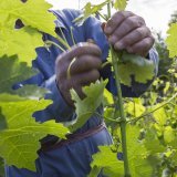 Les nectars valaisans ont fait un tabac lors du Concours Syrah du monde 2024 (illustration). KEYSTONE/DOMINIC STEINMANN
